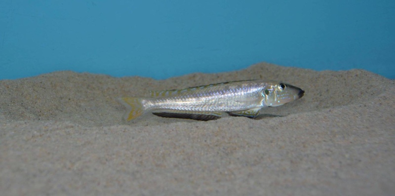 Enantiopus melanogenys 'Kasanga'